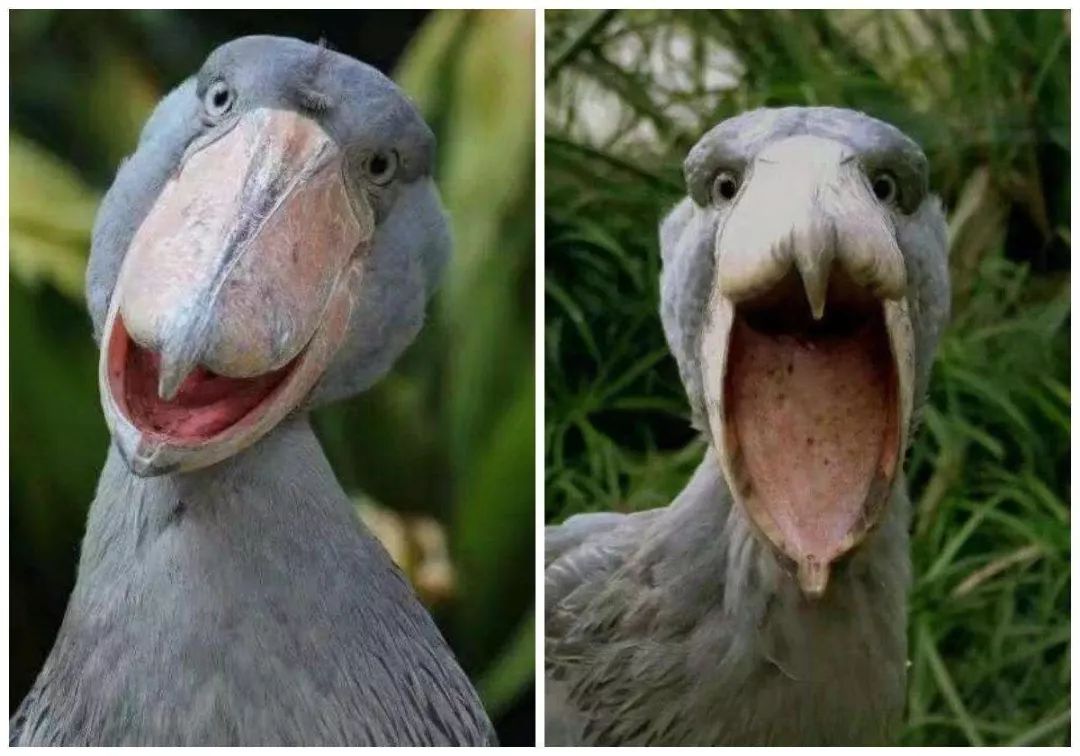 星太奇爆笑漫画超长心灵之旅,哈士奇搞笑漫画