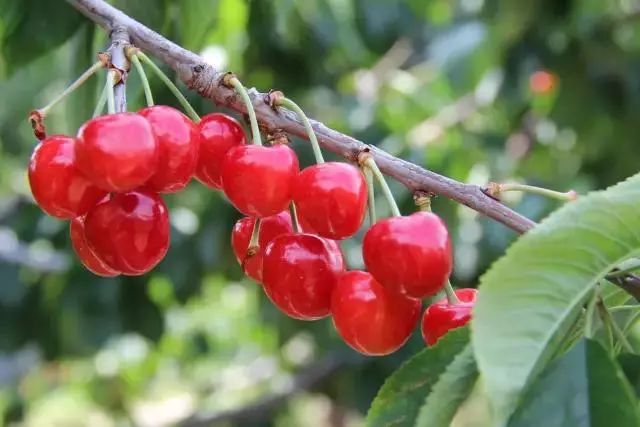 拿好这篇西安采摘樱桃指南,西安白鹿原樱桃采摘