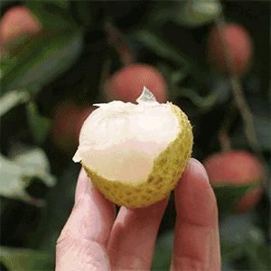 荔枝病为什么那么多,如何缓解荔枝病