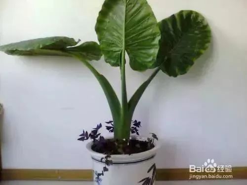 青田人注意！碰了一下就中毒，严重者可致命！这个毒物很多人家里有