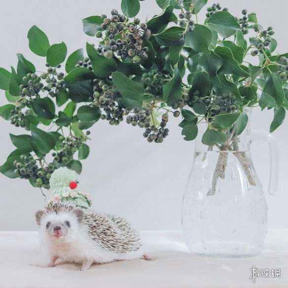 喵汪见我黯然失色萌萌哒的小刺猬Monaka走红网络