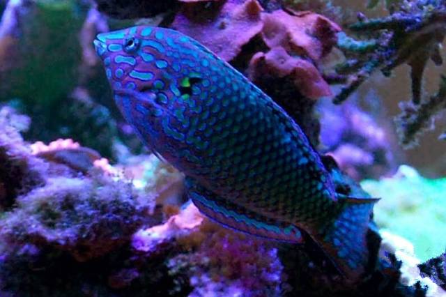 鉴定完毕就是好人吗,鉴定完毕就是亲生的没错了