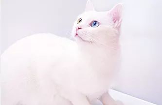 啤酒瓶盖一定有锯齿吗,为啥啤酒瓶盖上的锯齿总是21个