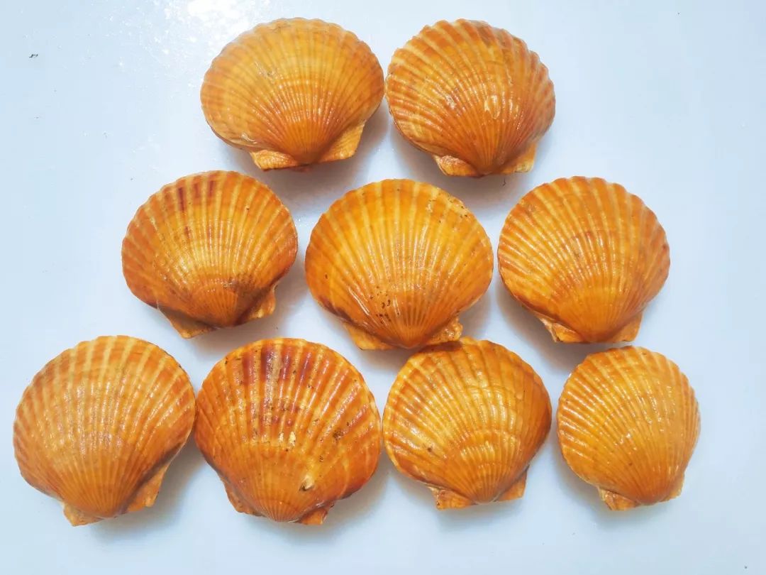 ins风！青农大学育出金色扇贝堪称“王者贝”