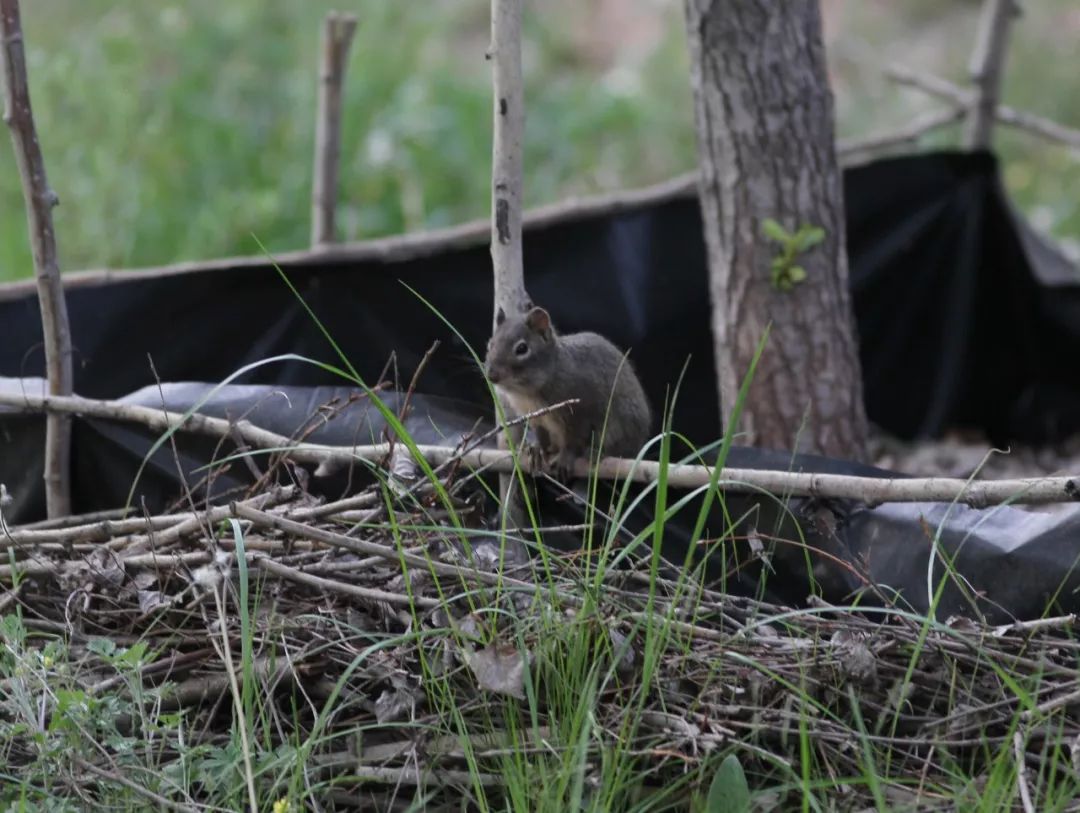 我的野保坑是这样填出来的：打豆豆，就酱