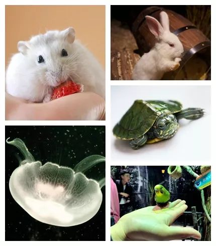 6月1号儿童能够免费玩的地方,六月一号孩子去哪里玩