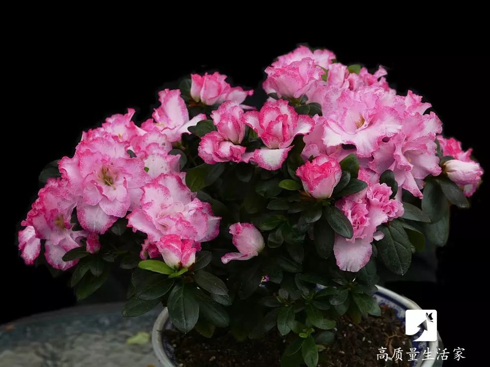 吸甲醛最好的植物排名,什么植物去甲醛最好又合适放卧室