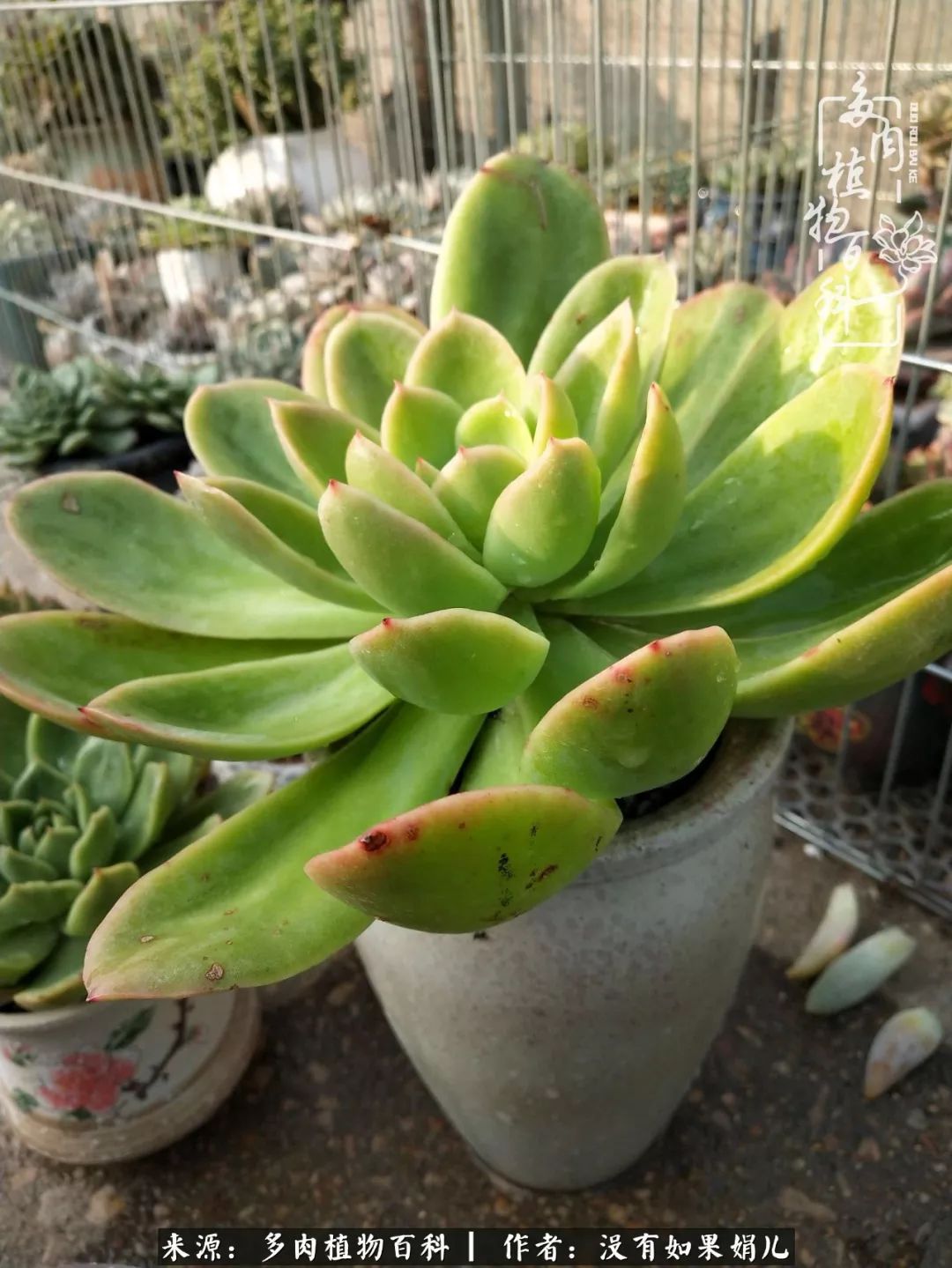 一个80后的养殖人,农村80后养肉人