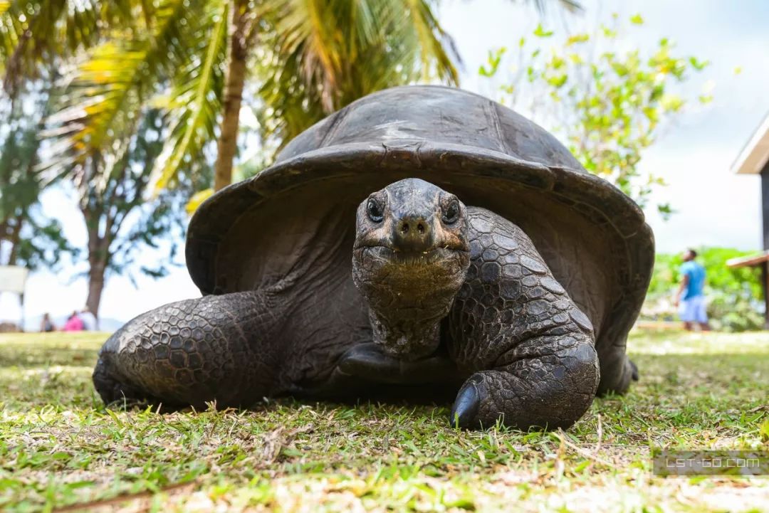 这些海岛人少景美不输马代,马尔代夫一价全包亲子游岛屿推荐