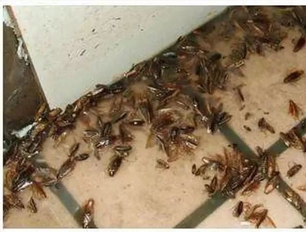 什么武器才能消灭蟑螂,制造消灭蟑螂的大型武器
