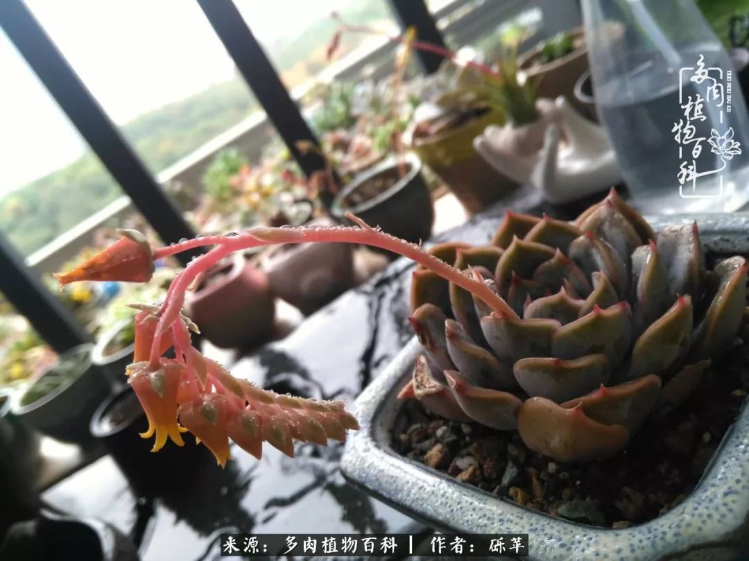 养多肉一个人就能够玩到天荒地老,养多肉的幸福其实很简单