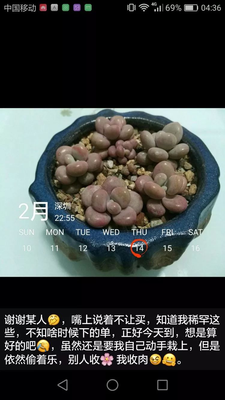 养多肉一个人就能够玩到天荒地老,养多肉的幸福其实很简单