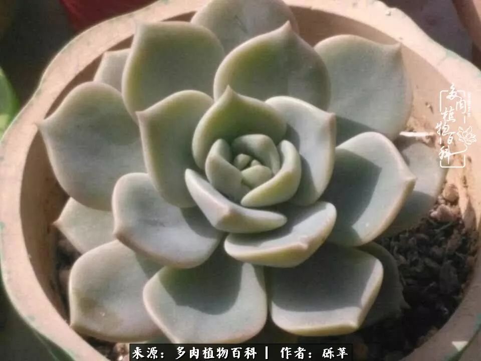 养多肉一个人就能够玩到天荒地老,养多肉的幸福其实很简单
