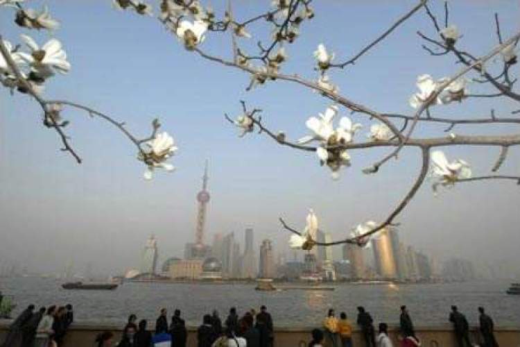 海上繁花花语,海上花语含笑