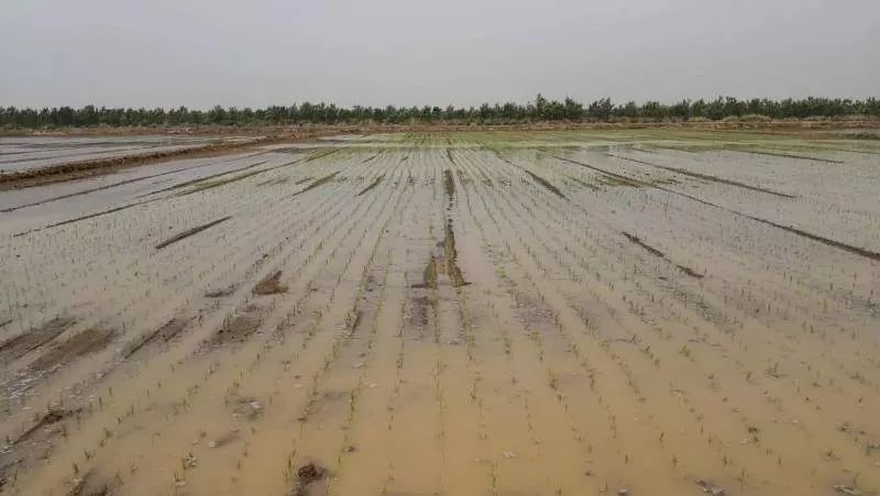 三夏时节插秧忙,旱大米种植技术