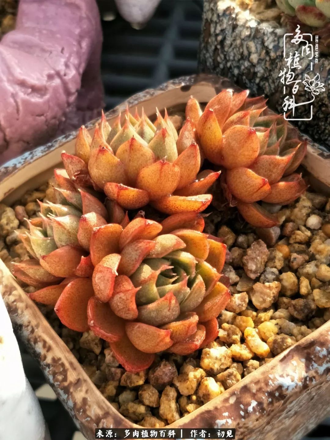 紧张焦虑高考,高考紧张时刻有你陪伴