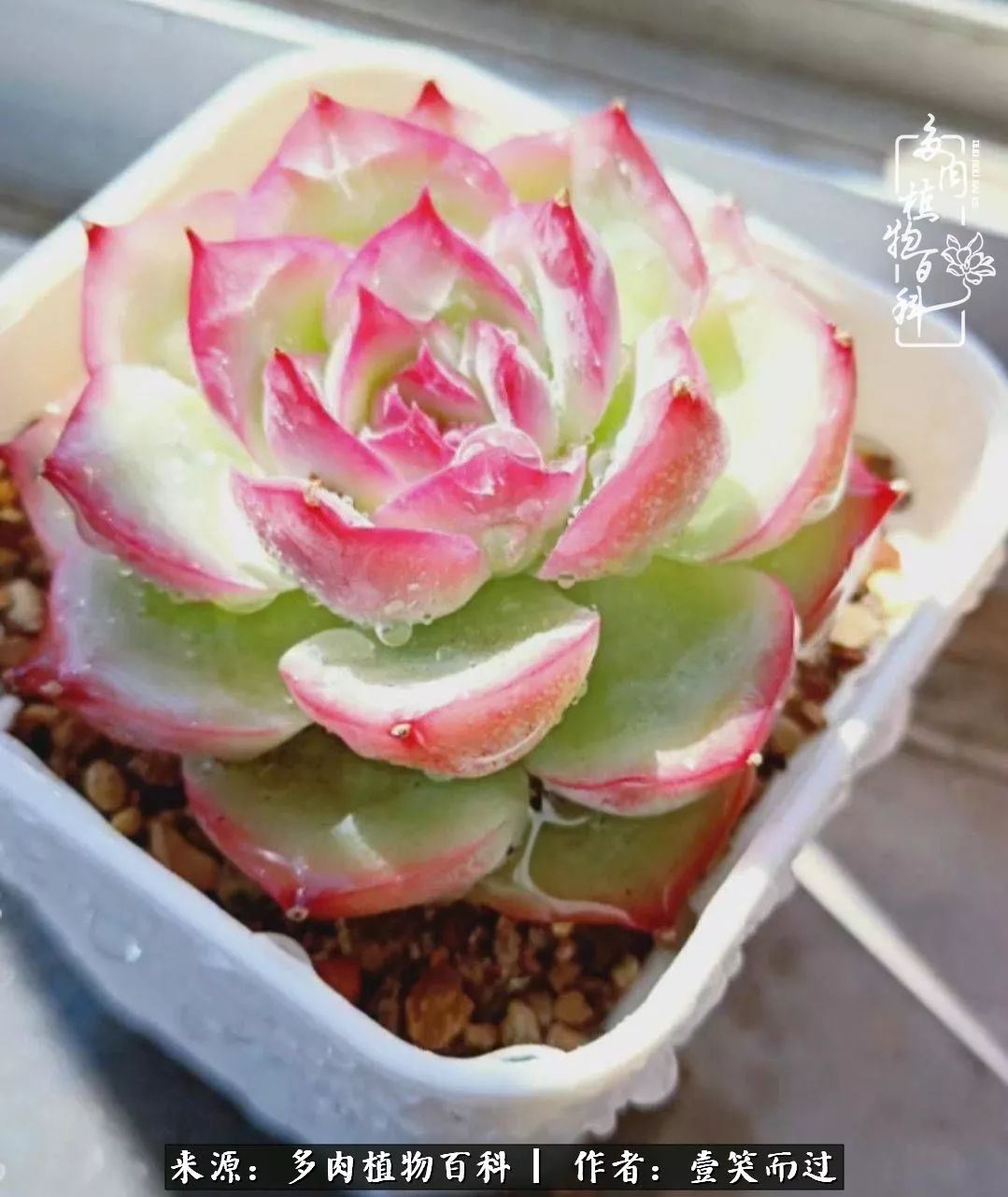 跌入神坛的多肉,跌入凡间的精灵舞蹈完全版