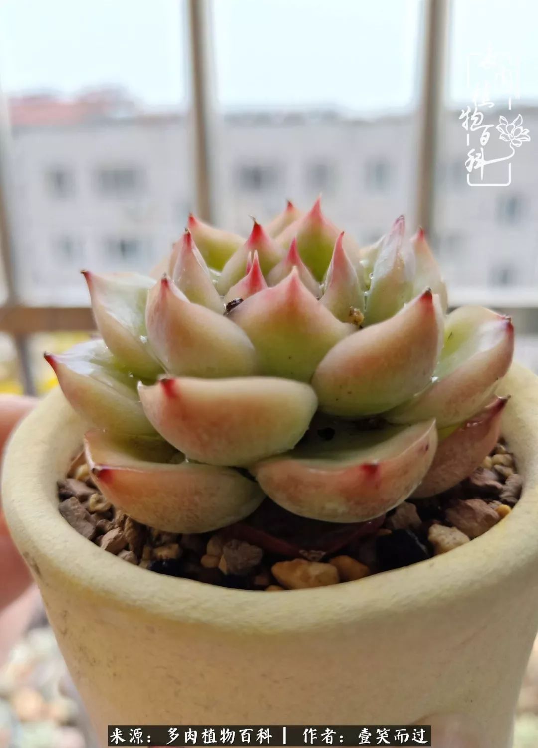 跌入神坛的多肉,跌入凡间的精灵舞蹈完全版