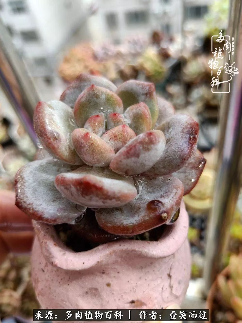 跌入神坛的多肉,跌入凡间的精灵舞蹈完全版