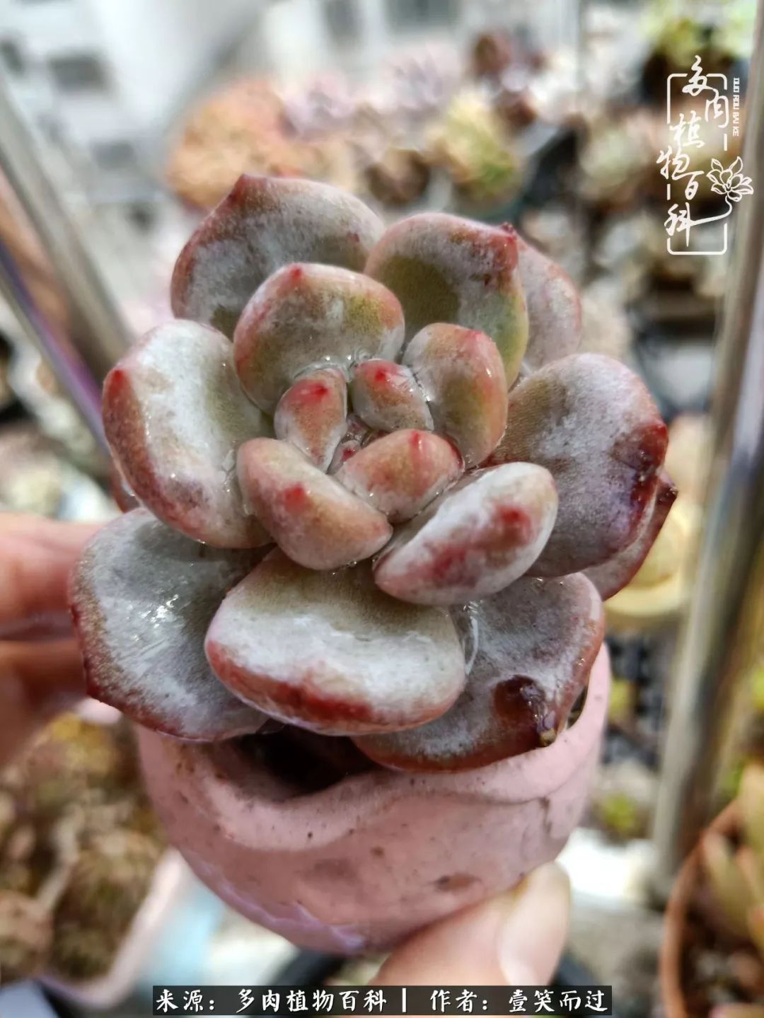 跌入神坛的多肉,跌入凡间的精灵舞蹈完全版