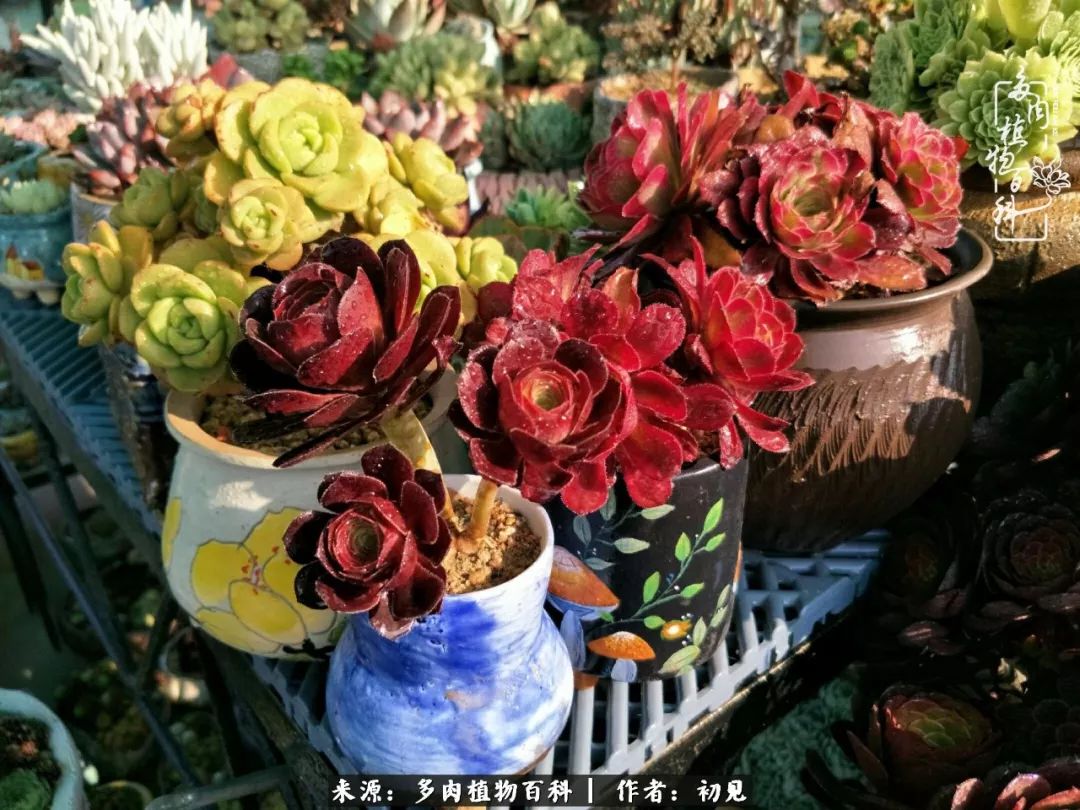 紧张焦虑高考,高考紧张时刻有你陪伴