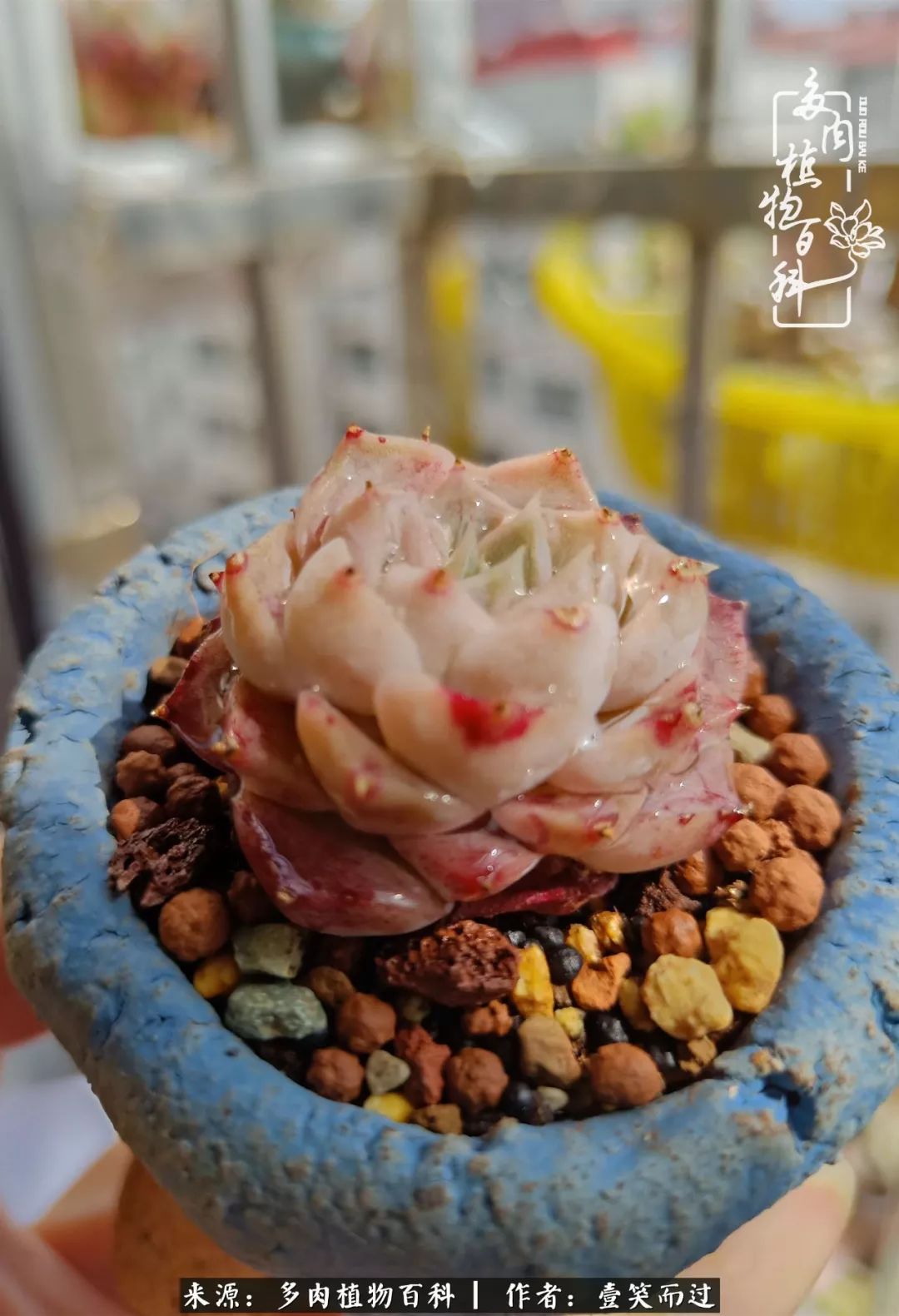 跌入神坛的多肉,跌入凡间的精灵舞蹈完全版