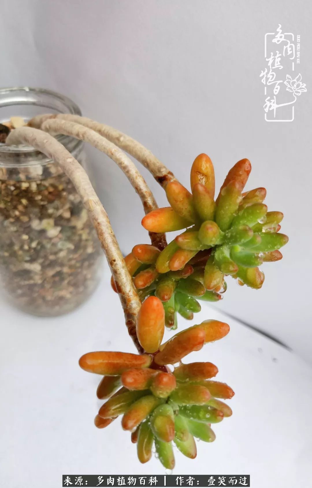 跌入神坛的多肉,跌入凡间的精灵舞蹈完全版