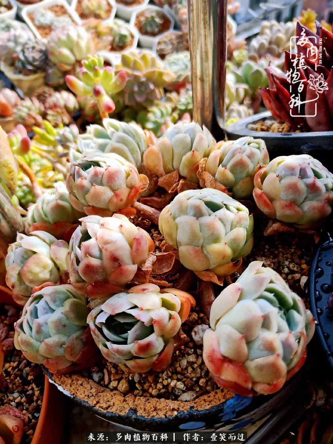 跌入神坛的多肉,跌入凡间的精灵舞蹈完全版