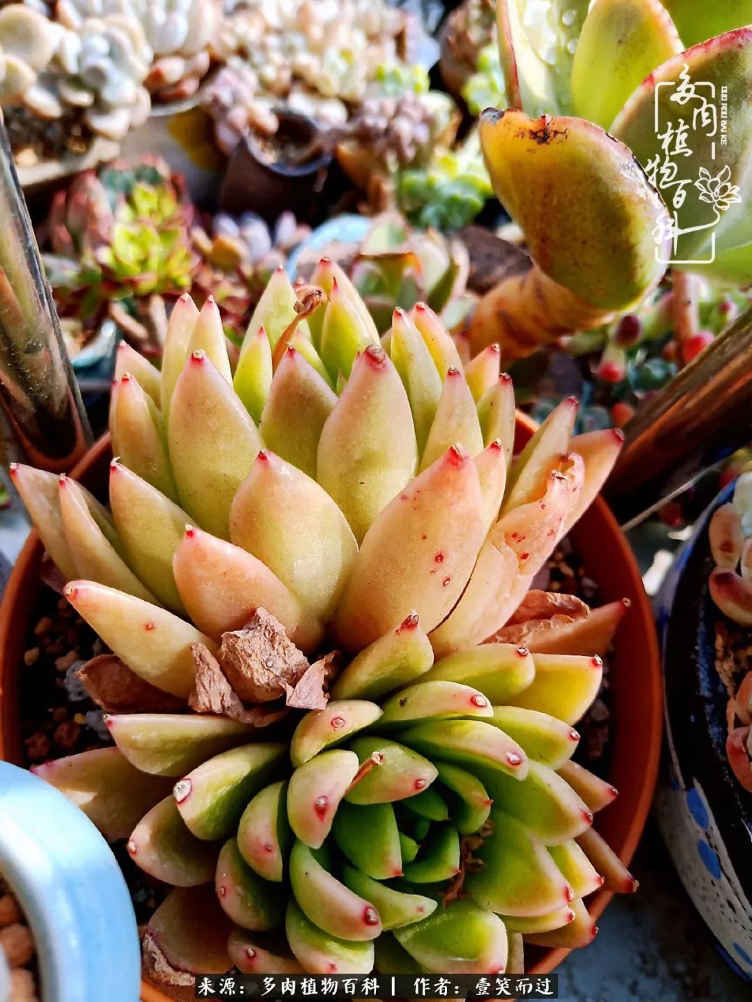 跌入神坛的多肉,跌入凡间的精灵舞蹈完全版