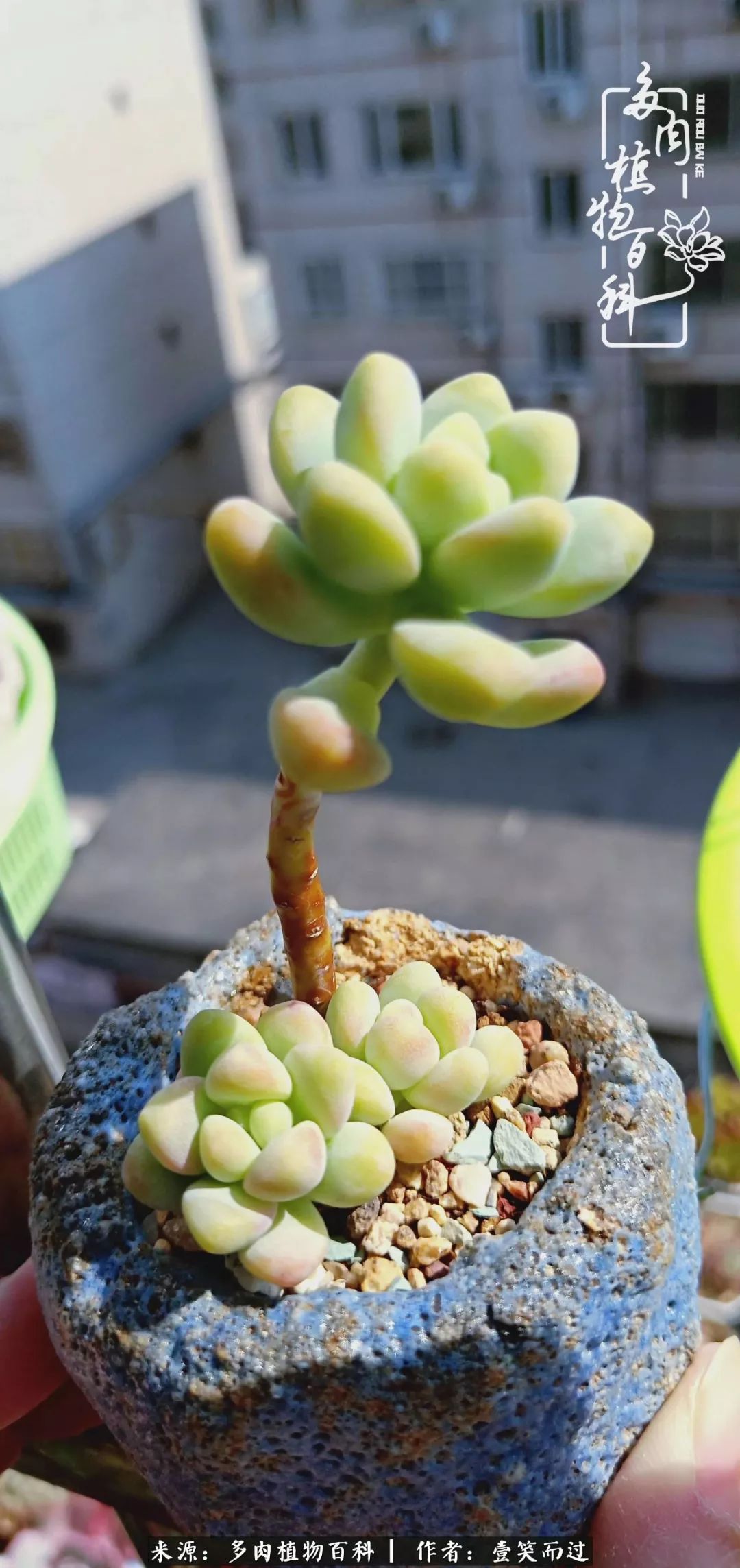 跌入神坛的多肉,跌入凡间的精灵舞蹈完全版