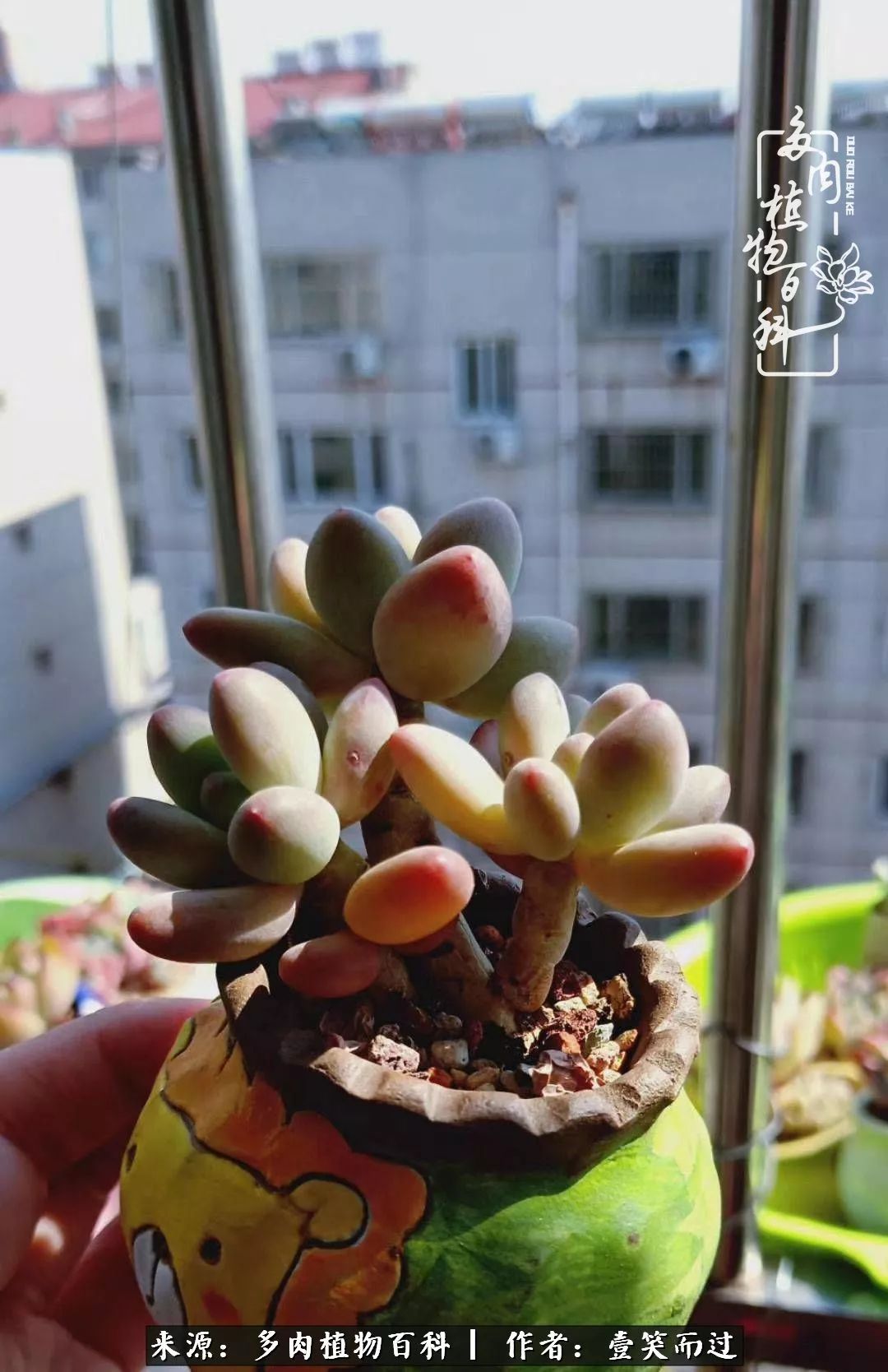 跌入神坛的多肉,跌入凡间的精灵舞蹈完全版