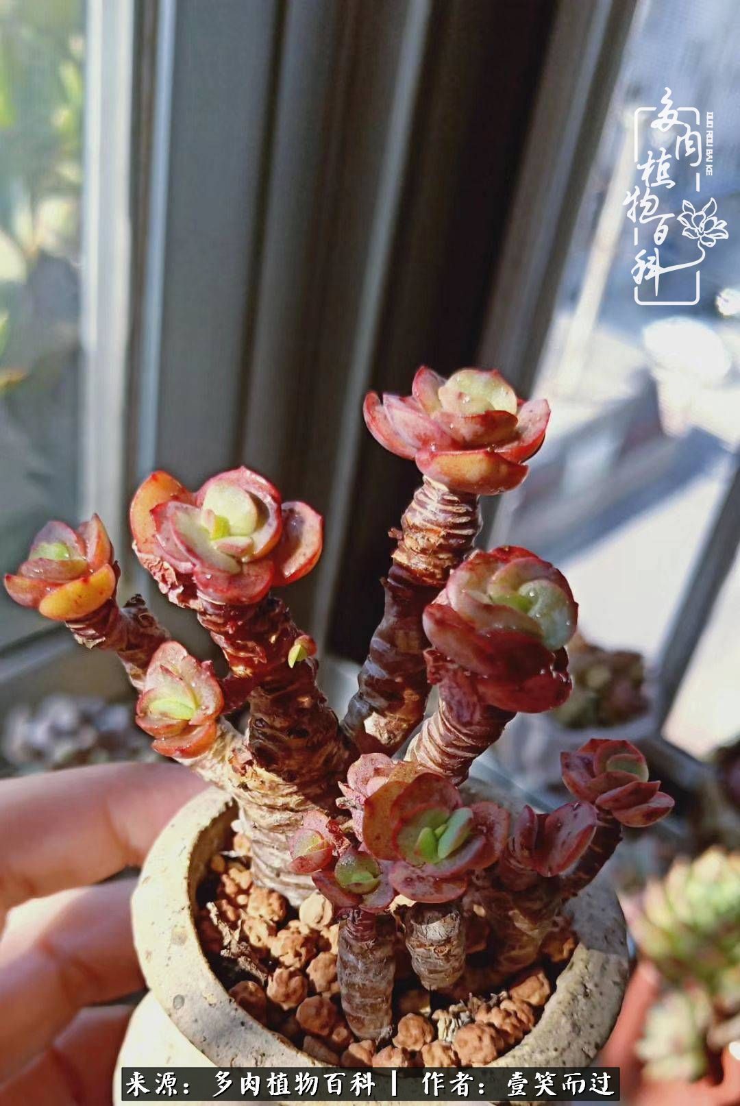 跌入神坛的多肉,跌入凡间的精灵舞蹈完全版