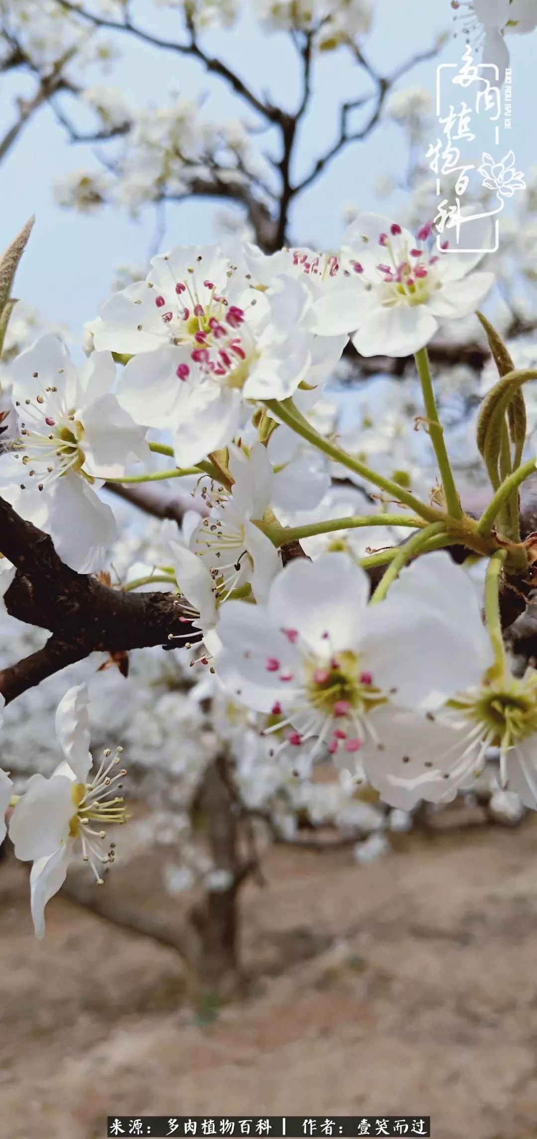 跌入神坛的多肉,跌入凡间的精灵舞蹈完全版