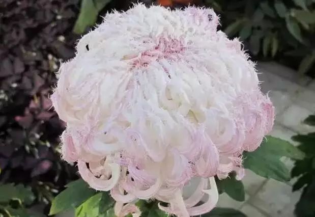 80种最美菊花高清图片,最具欣赏价值的菊花