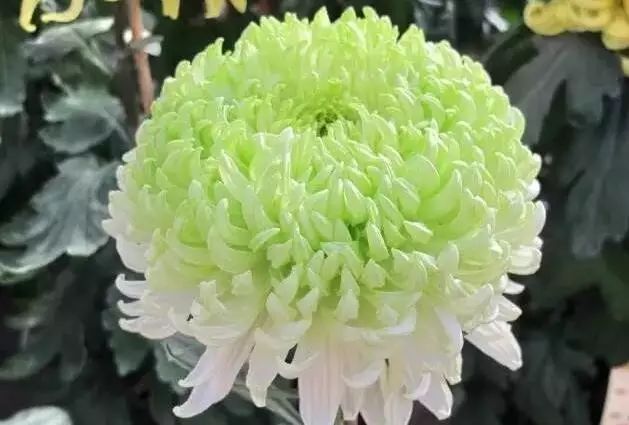 80种最美菊花高清图片,最具欣赏价值的菊花