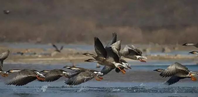 内蒙古有这么多特色之乡,内蒙古长调之乡
