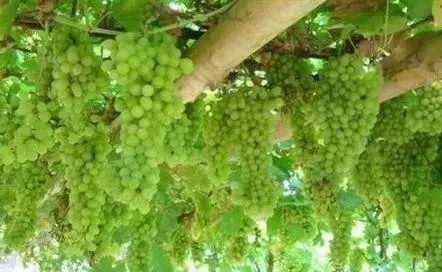 内蒙古有这么多特色之乡,内蒙古长调之乡