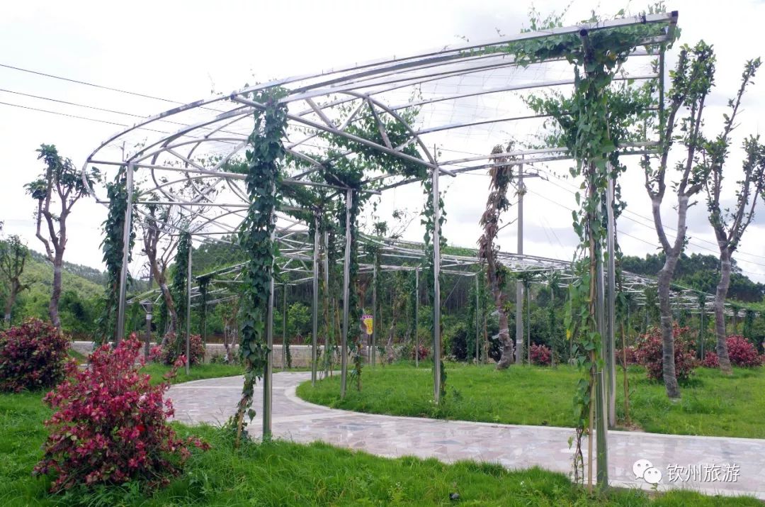 钦州花卉小镇旅游攻略,北部湾花卉小镇最佳观赏时间