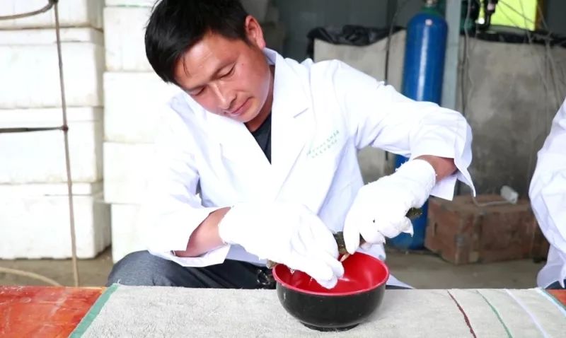 一盆泥鳅的财富密码,养殖小泥鳅一亩赚多少钱