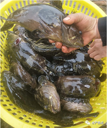 石斑鱼下半年价格会涨吗,石斑鱼的鱼苗多少钱一斤