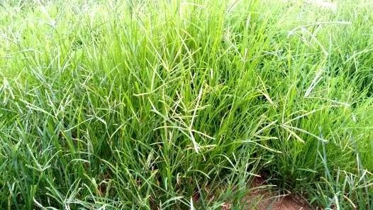 乙莠玉米苗前专用封闭除草剂,玉米封闭除草剂药害怎么缓解