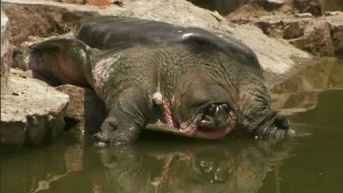 神话里最孤独强大的神兽是谁,孤独的神兽叫什么名字