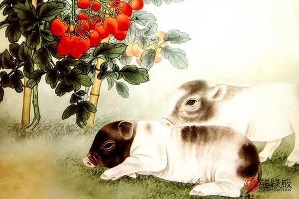 71年属猪到了54岁运气咋样了,71年属猪的人晚年命怎么样