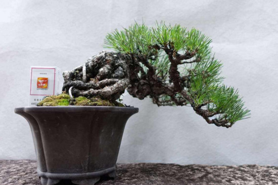 黑松盆景怎么养才能长出来 (黑松盆景基础养护技巧)