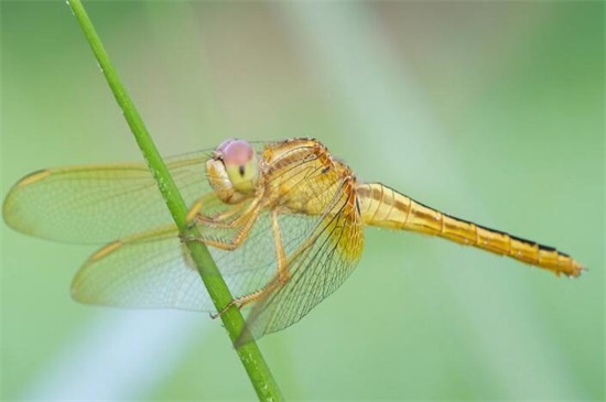 你还知道益虫有哪些,各种益虫有哪些