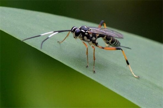 你还知道益虫有哪些,各种益虫有哪些