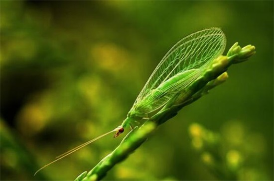 你还知道益虫有哪些,各种益虫有哪些