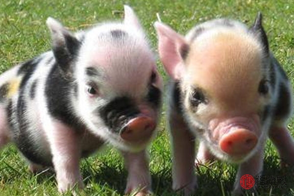 95年属猪合适几岁结婚,95年属猪的最佳结婚年龄分析