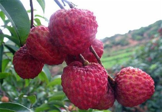 荔枝品种大全及图片,水培荔枝是什么品种的荔枝