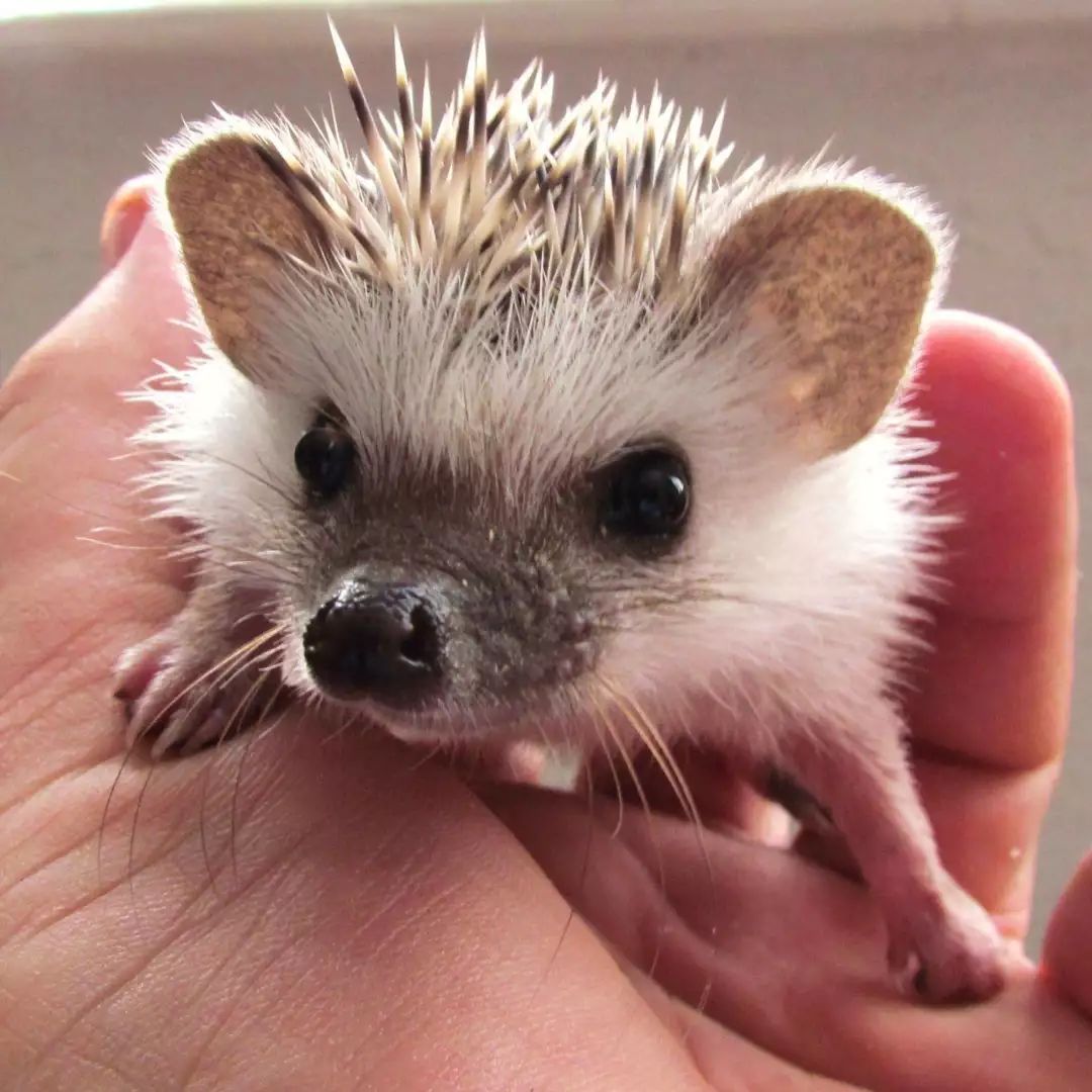 扎刺星人百科,扎星人刺猬养成攻略